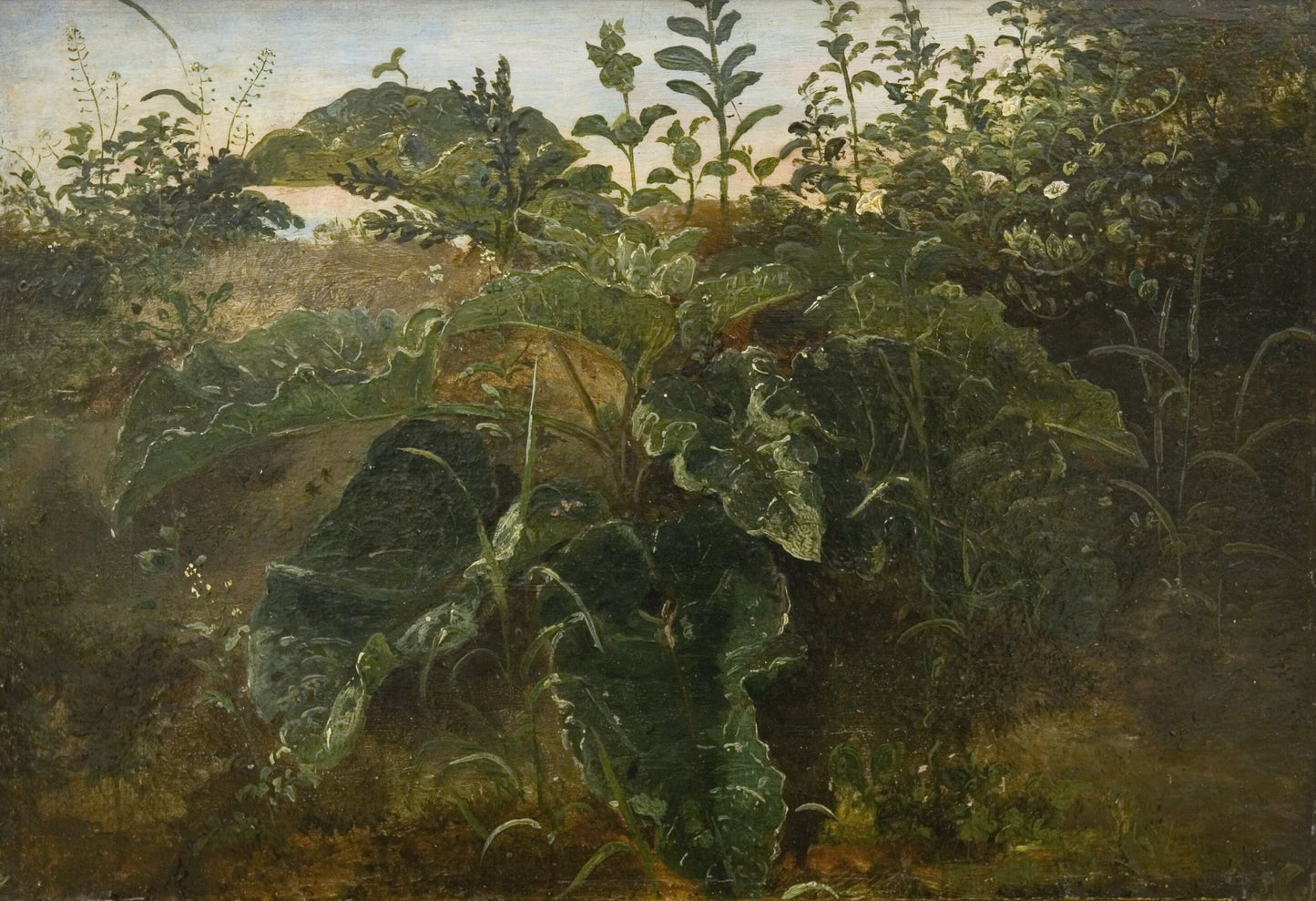 Foreground Study with Dock Leaves (1846) - Milisima Studio