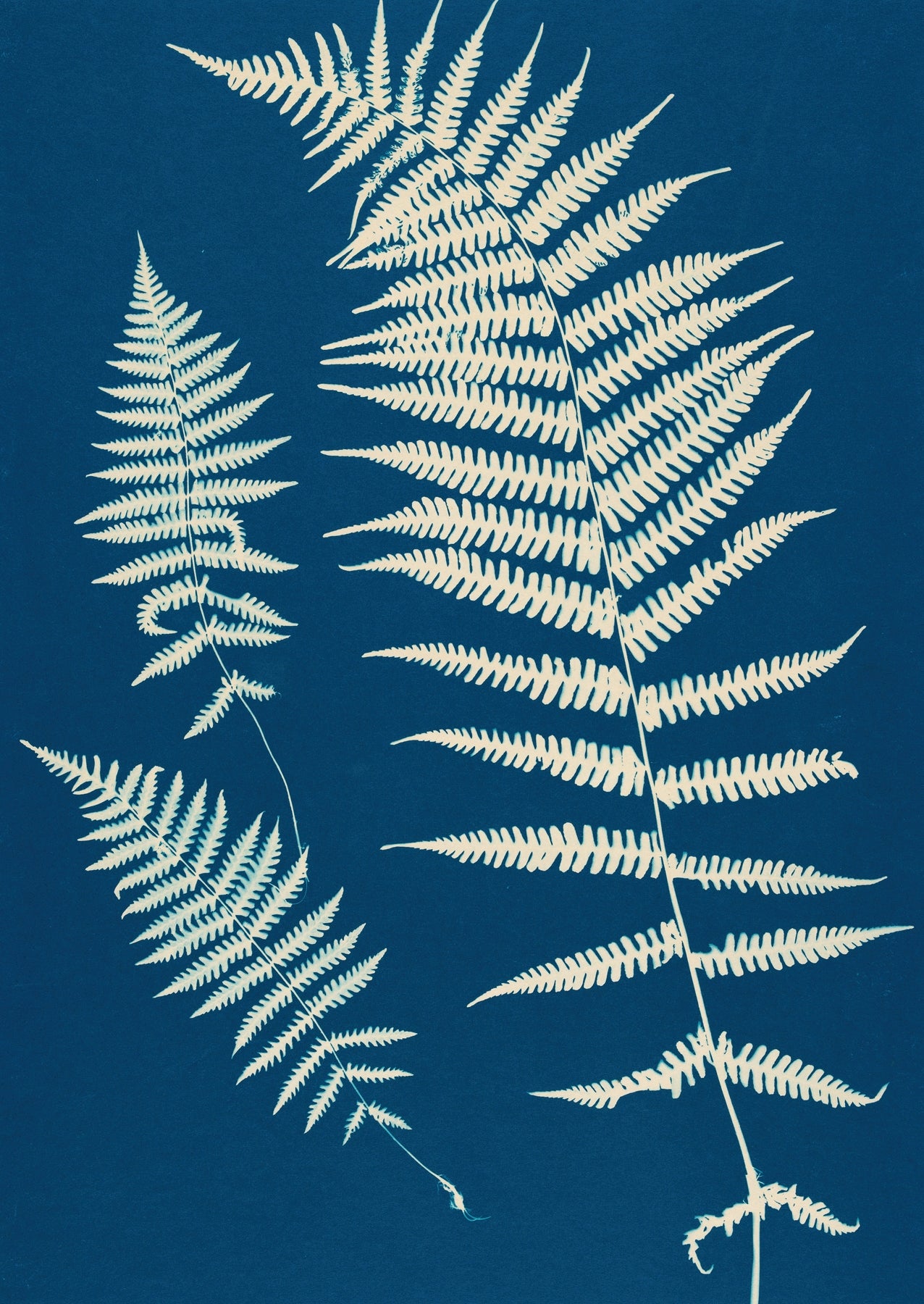Botanical fern illustration by Ella J.C. – Antique fine art print